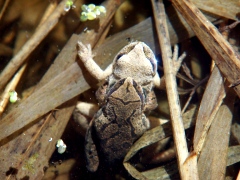 Northern Spring Peeper