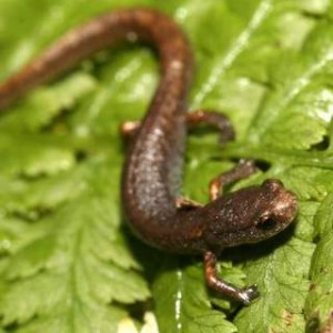 Four-toed Salamander