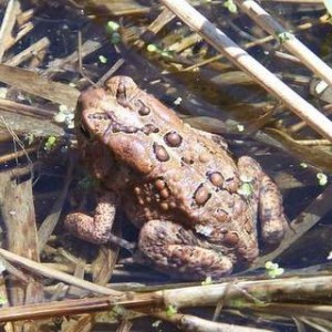 Eastern American Toad