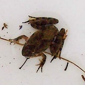 Blanchard’s Cricket Frog