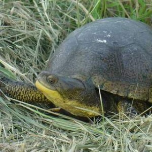 Blandings Turtle