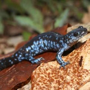 Blue-spotted Salamander