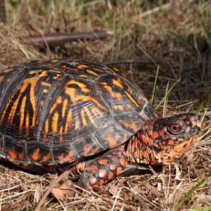 Eastern Box Turtle