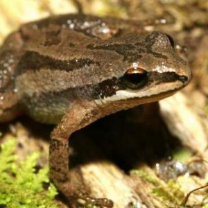 Boreal Chorus Frog