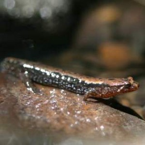 Northern Dusky Salamander