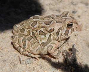 Fowler’s Toad