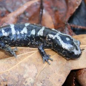 Marbled Salamander