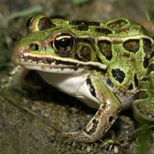 Northern Leopard Frog