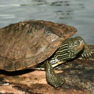 Northern Map Turtle