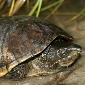 Eastern Musk Turtle