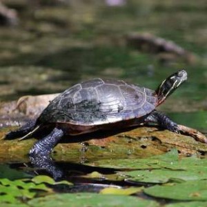 Painted Turtle