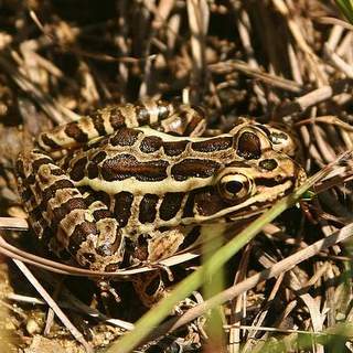 Pickerel Frog