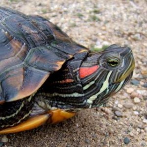 Red-eared Slider