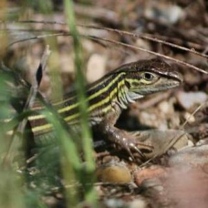 Six-lined Racerunner