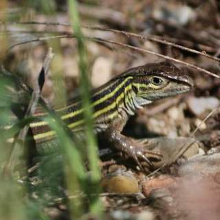 Lizards - HRM
