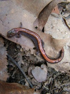 Eastern Red-backed Salamander