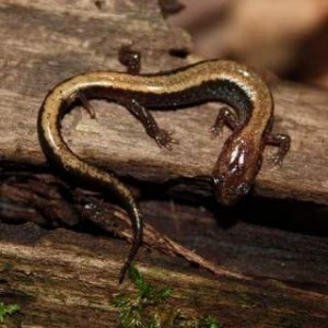 Eastern Red-backed Salamander