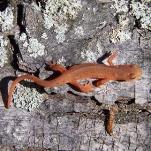 Eastern Newt