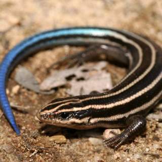 Five-lined Skink