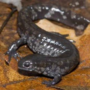 Small-mouthed Salamander