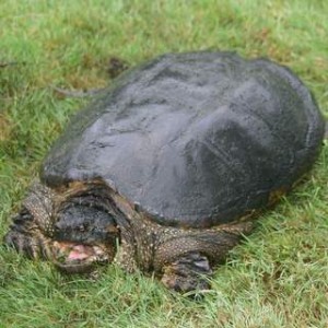 Eastern Snapping Turtle