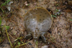 Eastern Spiny Softshell Turtle