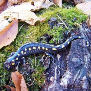 Spotted Salamander