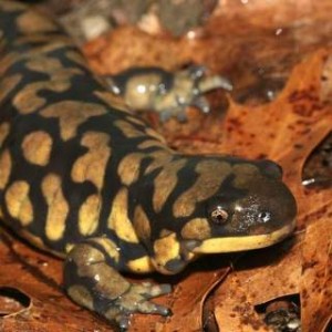 Eastern Tiger Salamander