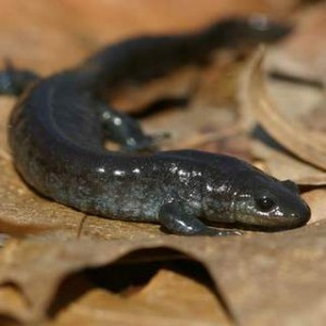 Unisexual Ambystoma Complex