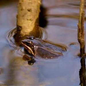 Wood Frog