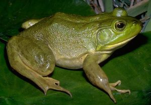Bullfrog