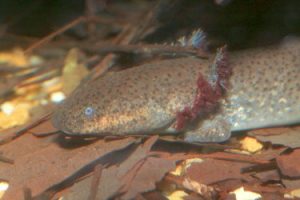 Western Lesser Siren