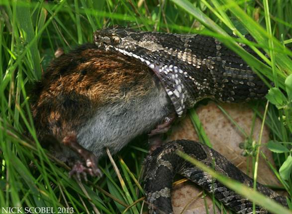 What Do Massasauga Rattlesnakes Eat?