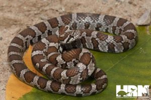 Eastern Milk Snake