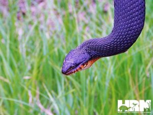 Copper Bellied Water Snake