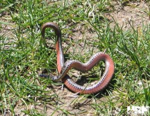 Adult Kirklands Snake