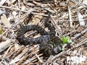 Northern Water Snake