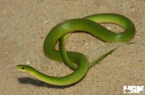 Smooth Green Snake