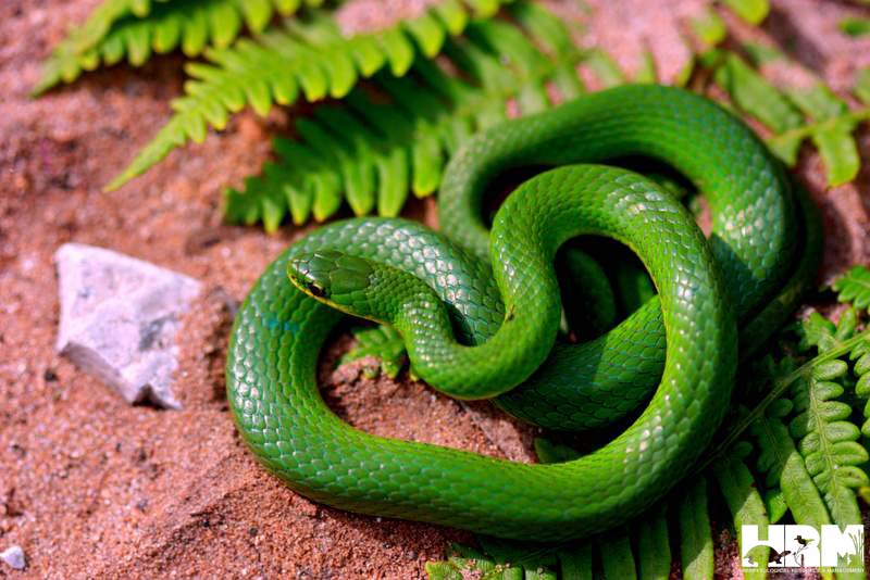 Smooth Green Snake - HRM