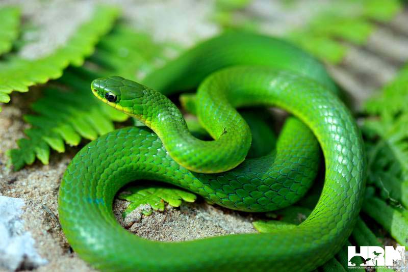 Smooth Green Snake - HRM