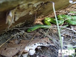 Smooth Green Snake