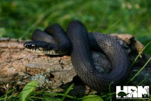 Black Rat Snake