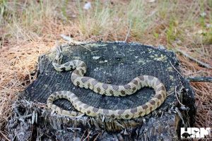 Western Fox Snake