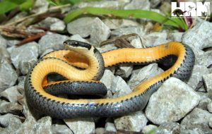 Northern Ring Necked Snake