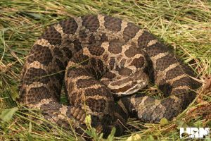 Eastern Massasauga Rattlesnake