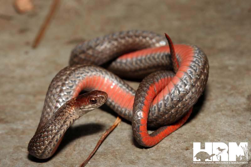 New snake species discovered in another snake's belly