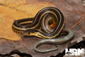 Butler’s Garter Snake