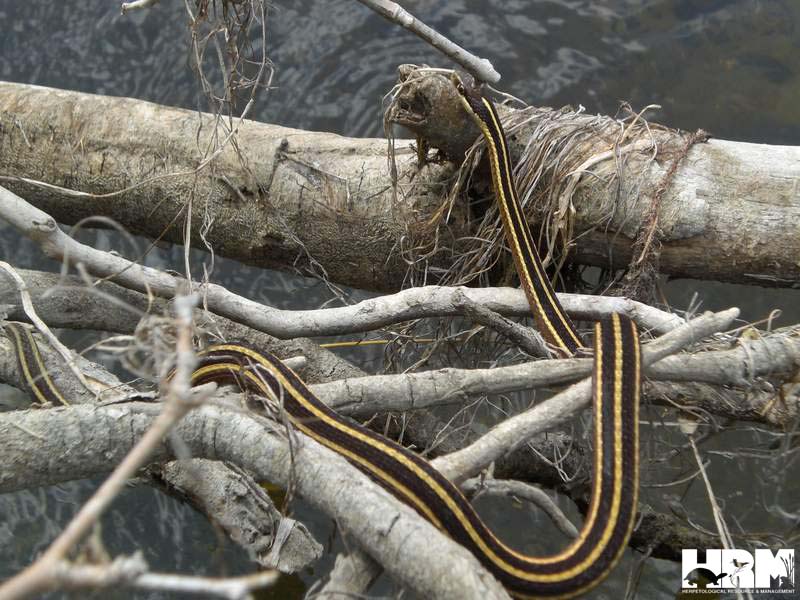 Northern Ribbon Snake HRM