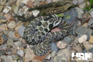 Eastern Hog-nosed Snake