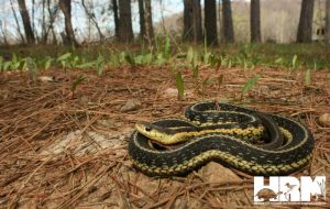 Eastern Garter Snake